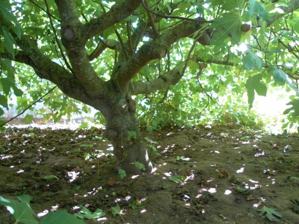 Lemon Tree Hostel Areia Branca Eksteriør billede