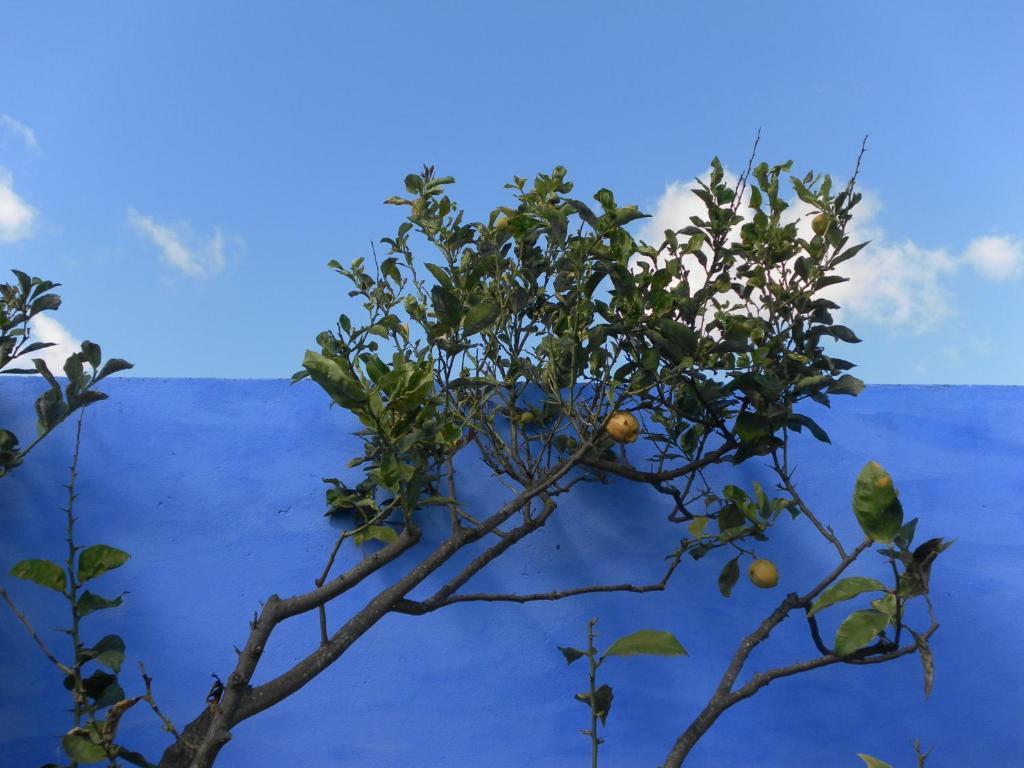 Lemon Tree Hostel Areia Branca Eksteriør billede